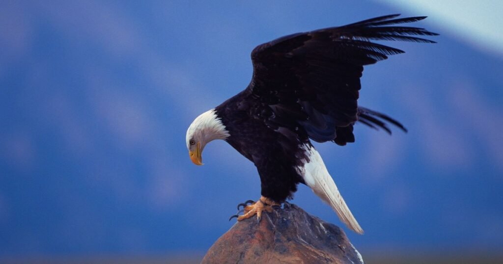 Quels sont les 7 principes de leadership de l'aigle ?